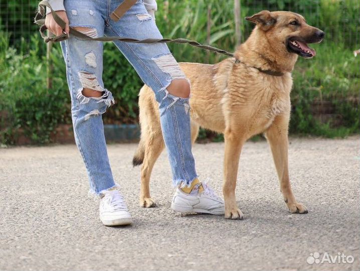 Собака в добрые руки