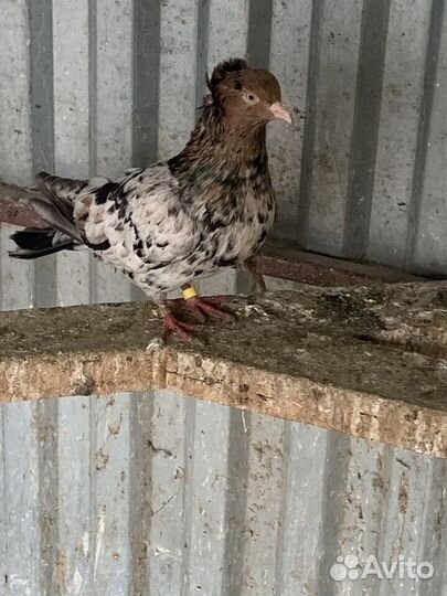 Голуби разных пород