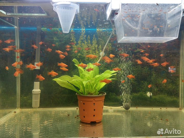 Мальки меченосцев от 1.5 до 3 см. Самцы и самки