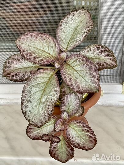 Эписции разные