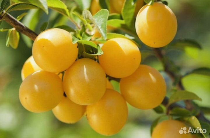 Саженцы колоновидной сливы Мирабелла