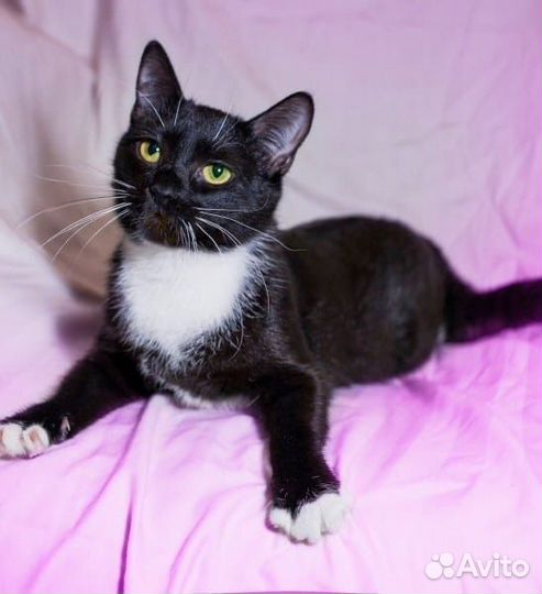 Ася - добрая кошечка в надежные руки