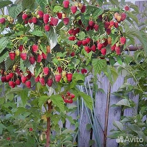Саженцы малины