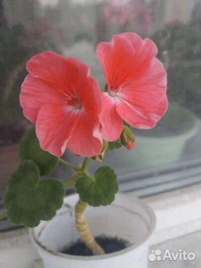 Герань пеларгония