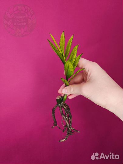 Замиокулькас Акебоно Вариегатный