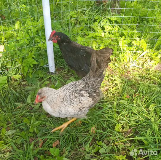 Петушки молодые 4 месяца