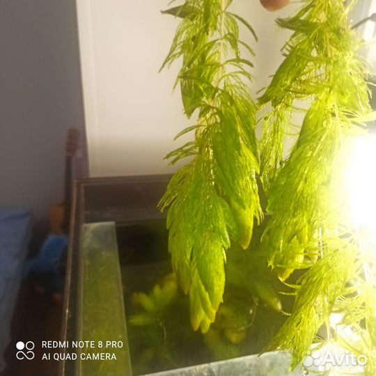 Роголистник