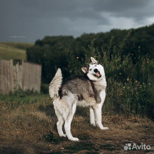 Пихта из приюта