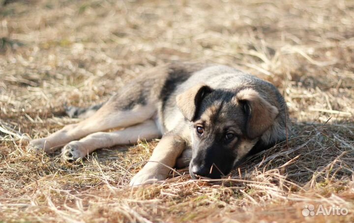 Щенок в добрые руки