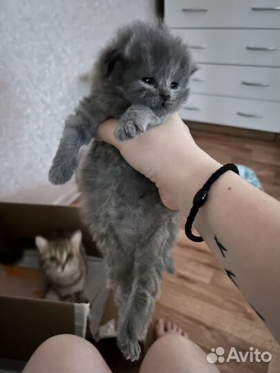 Британский котёнок