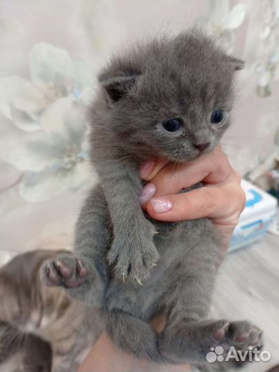 Британские вислоухие котята