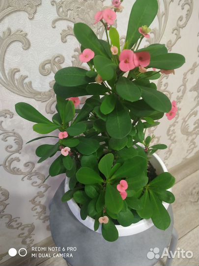 Молочай миля