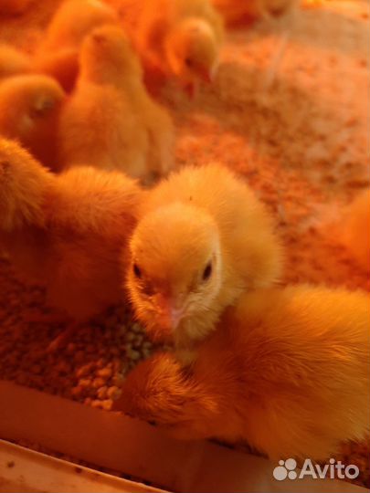 Перепела суточные