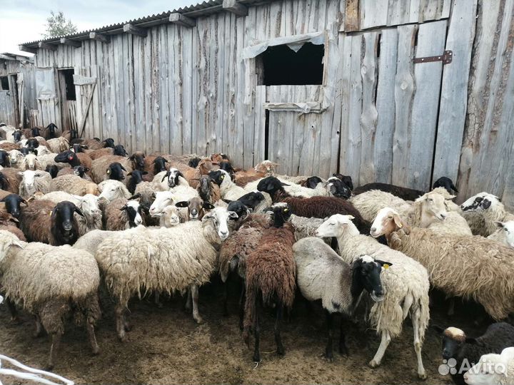 Овцы 120 голов