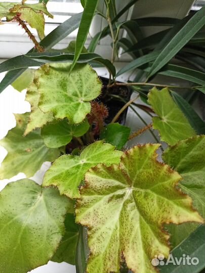 Продам цветы комнатные