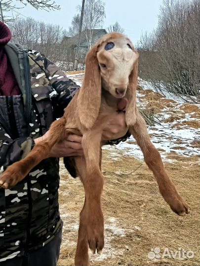 Козлики камори