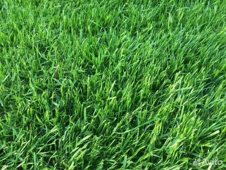 Семена газона 