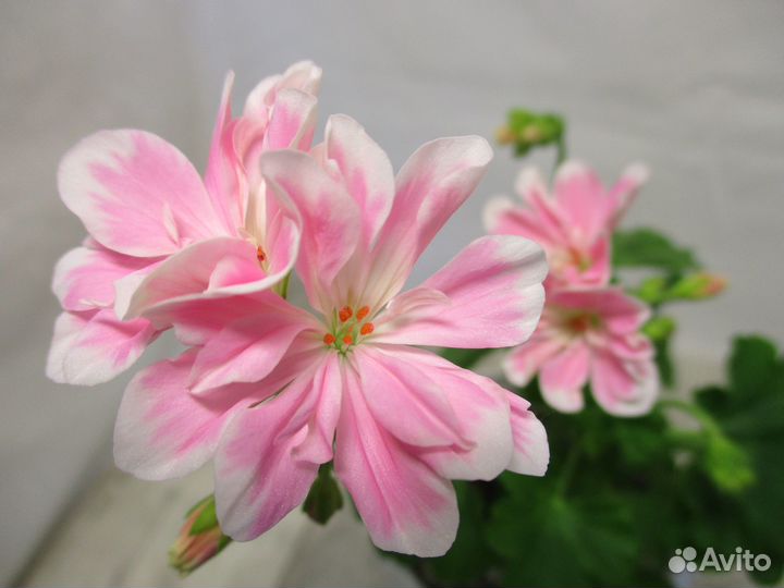 Пеларгонии (герани) 15 сортов и душистые