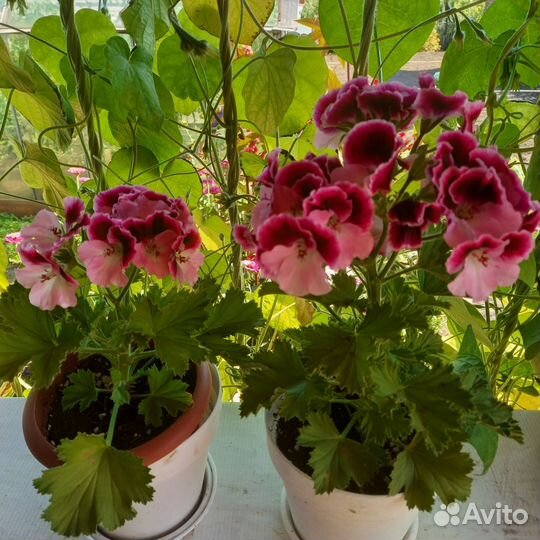 Укорененные черенки пеларгонии королевской