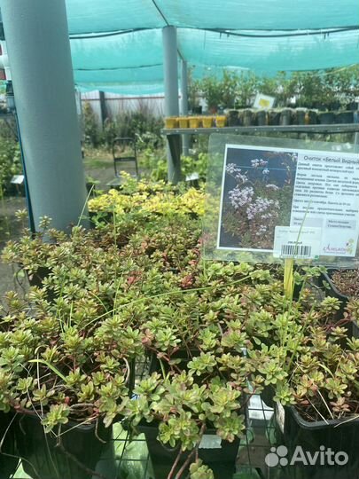 Почвопокровные многолетники для сада в горшках