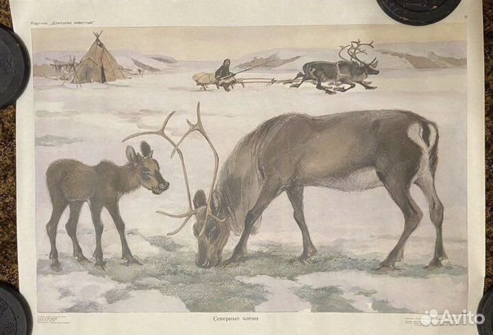 Плакаты СССР животные,плакаты школьные