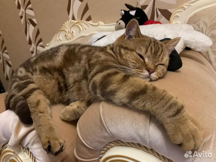 Шотланка Британка Скотиш страйт