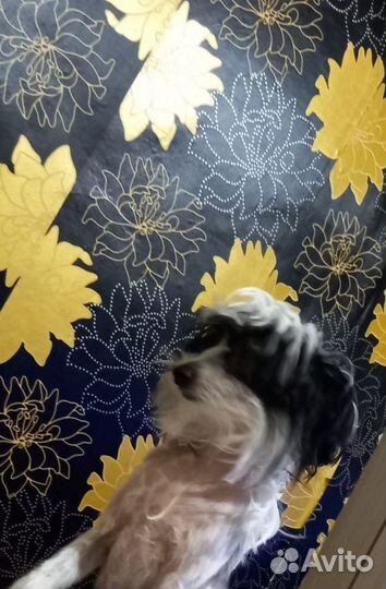 Вязка китайская хохлатая мальчик