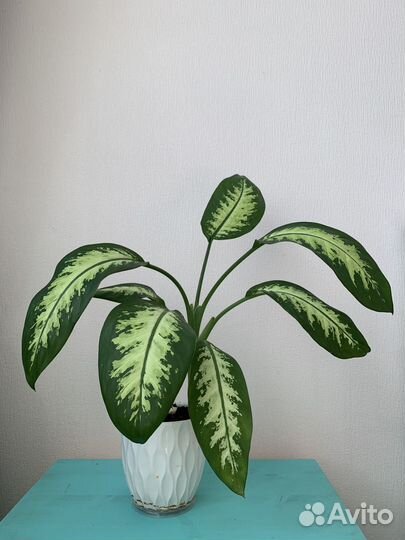 Диффенбахия