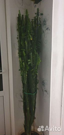 Кактус молочай высота 1.5м