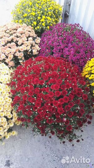 Хризантема мультифлора кусты