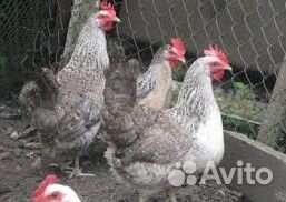 Яйцо инкубац куры Борковская Борвистая