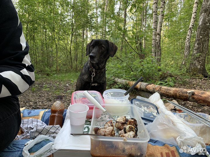 Выгул собак