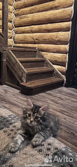 Курильский бобтейл