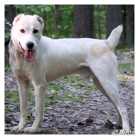 Сын алабая в добрые руки