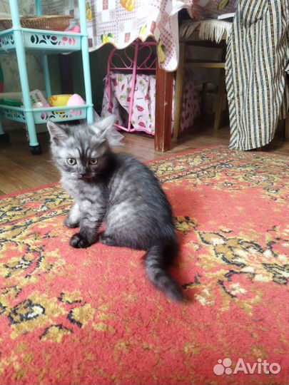 Отдам котенка