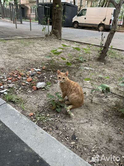 Котята 6 мес мальчики в добрые руки