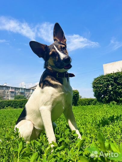 Альма в добрые ручки