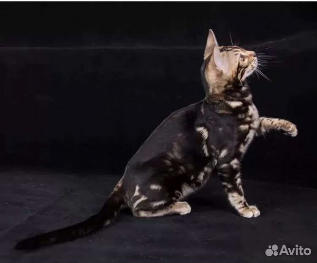 Бенгальские котята