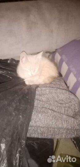 Рыжие котята