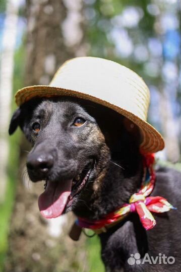 Собаки щенки немецкая из приюта