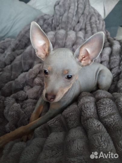 Мини той-терьер