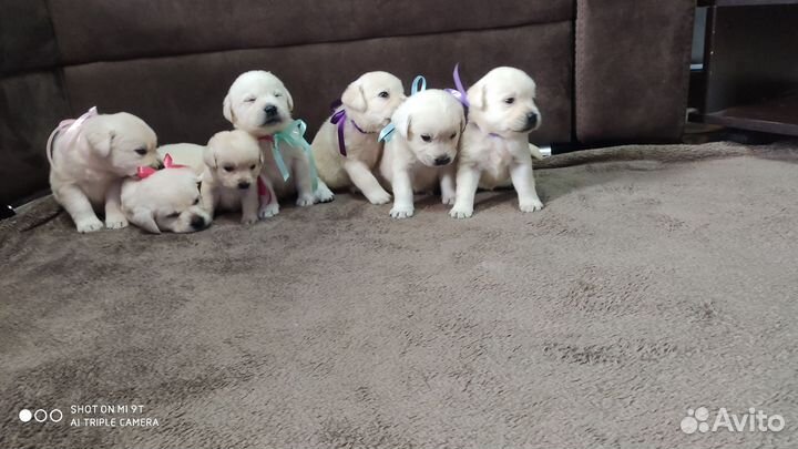 Щенки лабрадора с документами