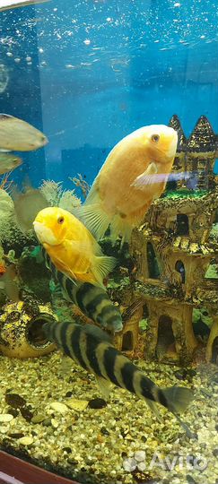 Аквариум С рыбами И оборудованием 500 литров