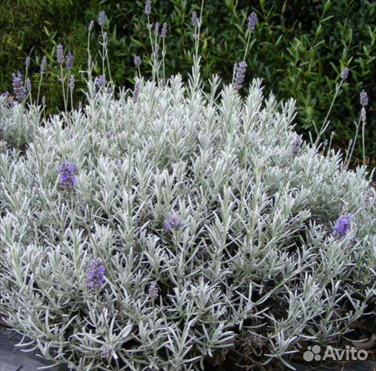 Лаванда саженцы