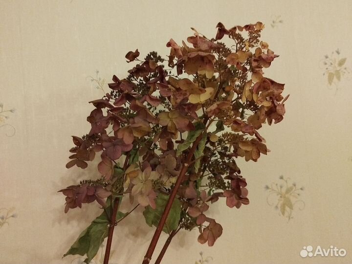 Гортензия сухоцвет