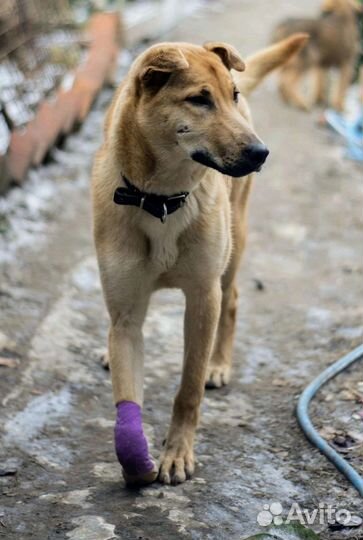 Мотя ищет дом