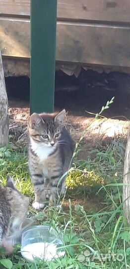 Отдам котят бесплатно-осталась лапочка девочка