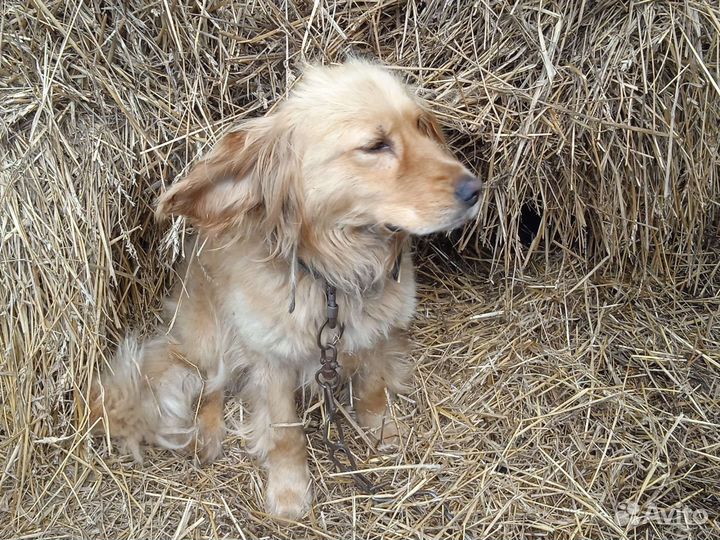 Собака спаниэль