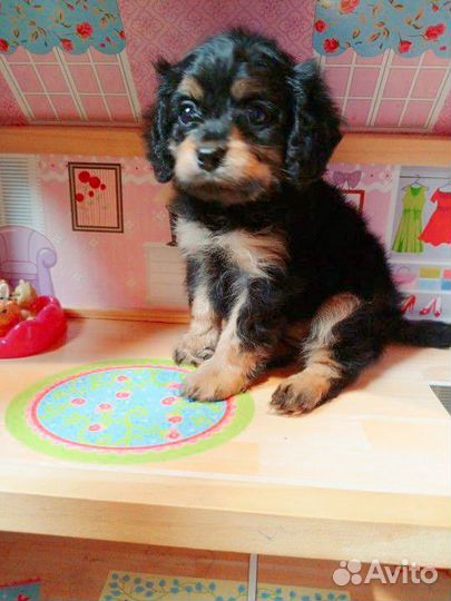 Кавапу девочка f1 mini