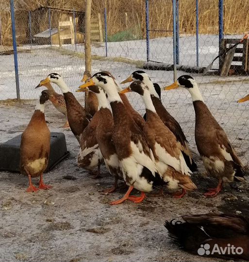 Индийский бегунок, семьи